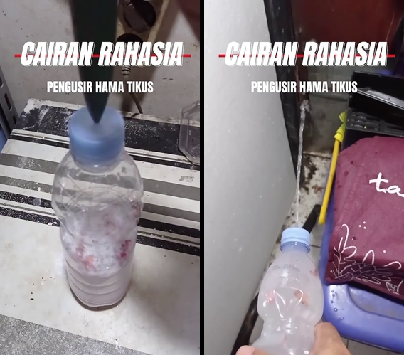 Sekarang tak perlu pakai perangkap, ini cara mengusir tikus dari dapur dengan tambahan 1 bumbu dapur