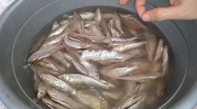 Harusnya tahu dari dulu, ini cara simpel hilangkan formalin pengawet pada ikan segar