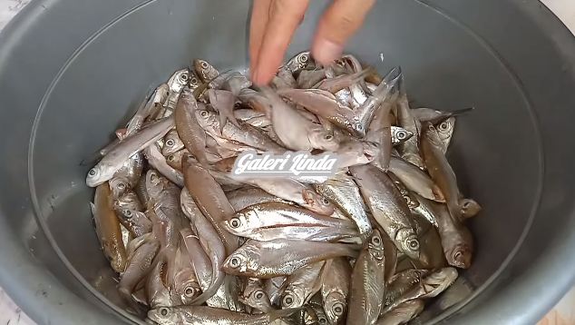 Harusnya tahu dari dulu, ini cara simpel hilangkan formalin pengawet pada ikan segar