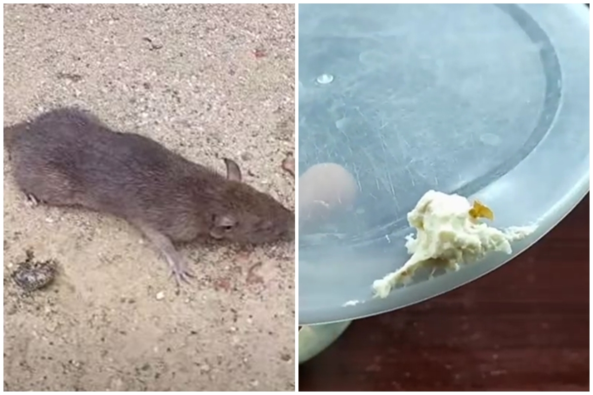 Trik mudah mengusir tikus dari rumah sekarang tanpa perangkap, modal hanya 2 bahan dapur