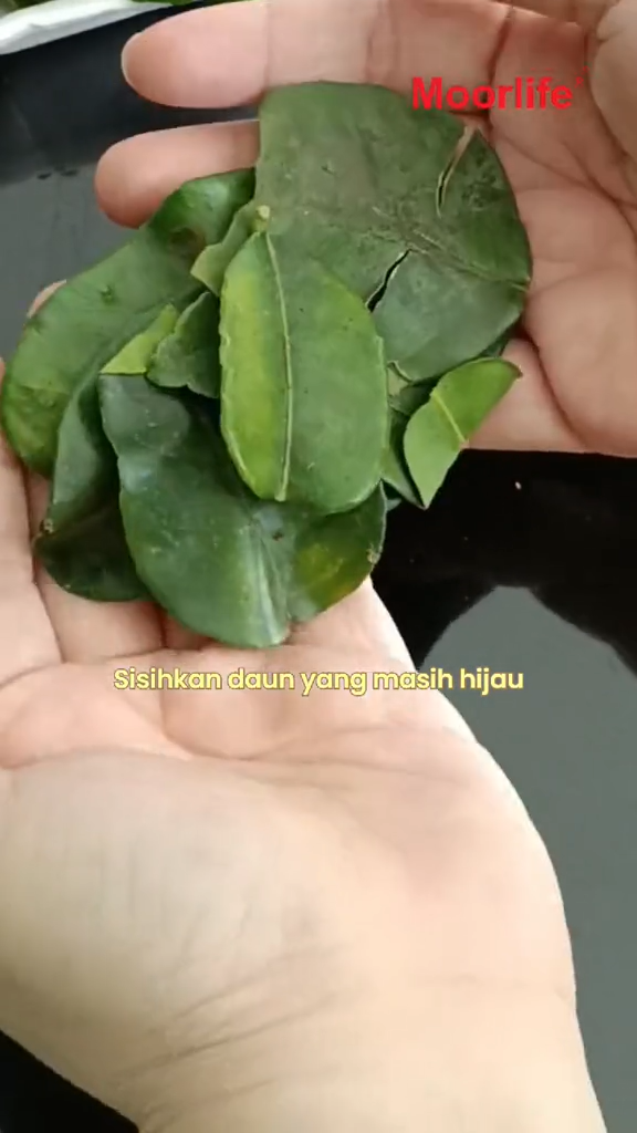 Ternyata ini alasan stok daun jeruk bisa tetap wangi dan hijau sampai 3 bulan meski nggak direndam air