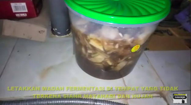 Tanpa garam dan micin, ini cara bikin pupuk jeruk purut dari batang pisang agar kini berbuah lebat