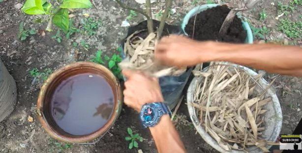 Tanpa garam dan micin, ini cara bikin pupuk jeruk purut dari batang pisang agar kini berbuah lebat