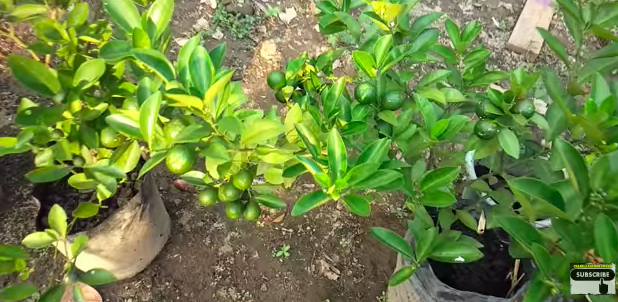 Tanpa garam dan micin, ini cara bikin pupuk jeruk purut dari batang pisang agar kini berbuah lebat