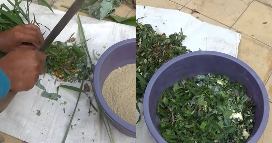 Akhirnya tahu, ini trik bikin pakan ayam tanpa fermentasi dari 2 bahan dapur supaya sehat