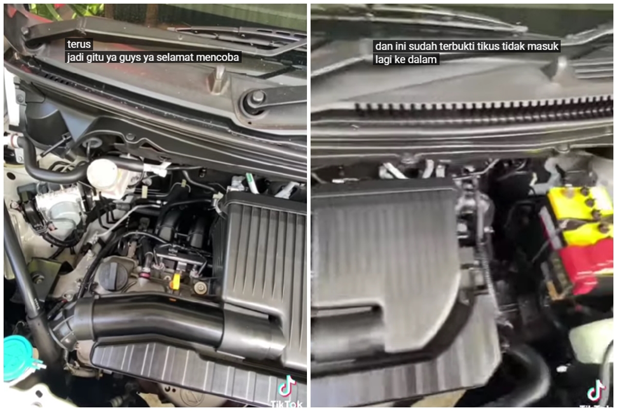 Mengusir tikus di kap mesin mobil sekarang tak perlu pusing, cukup pakai trik dari 1 bahan sederhana