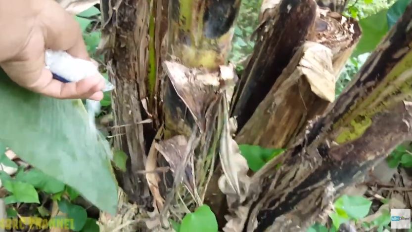 Sekarang jadi paham kenapa bikin pohon pisang subur nggak perlu air cucian beras, coba tabur bumbu ini