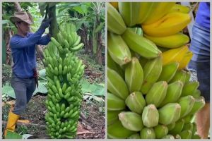 Sekarang jadi paham kenapa bikin pohon pisang subur nggak perlu air cucian beras, coba tabur bumbu ini