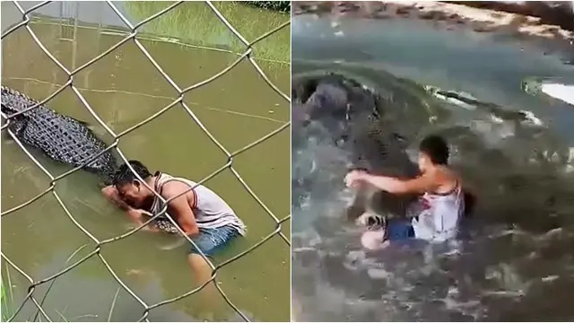 Dikira patung, turis ini nekat selfie bareng buaya, endingnya bikin ngeri