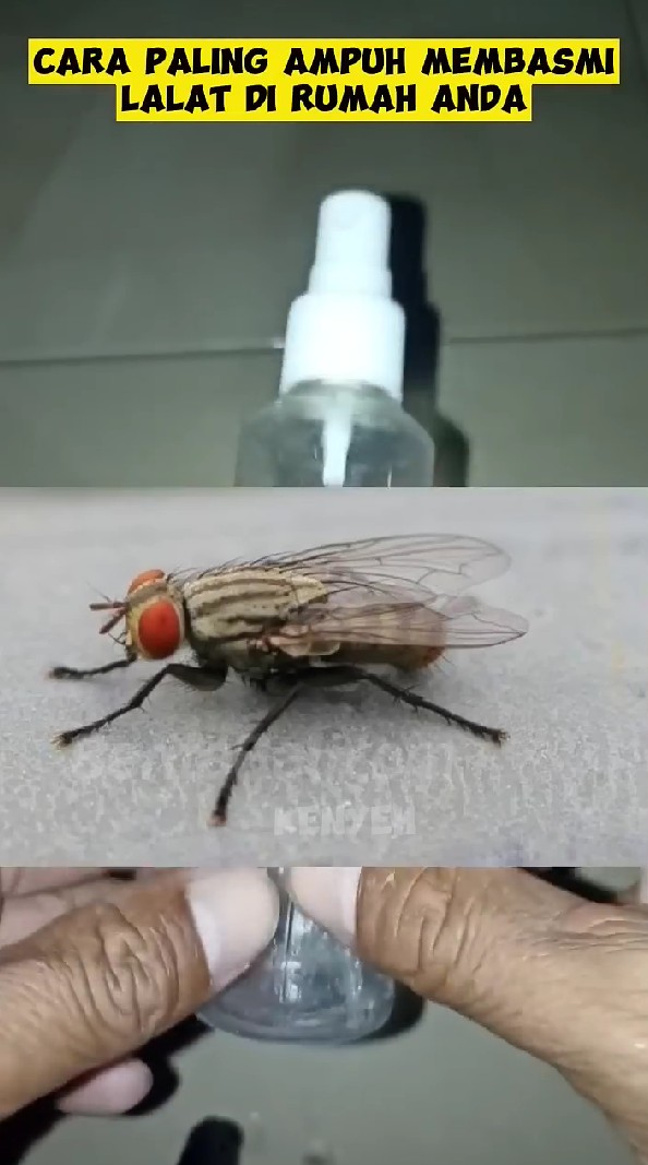 Basmi lalat di rumah sekarang nggak perlu pakai semprotan serangga, ini triknya modal 1 bahan dapur