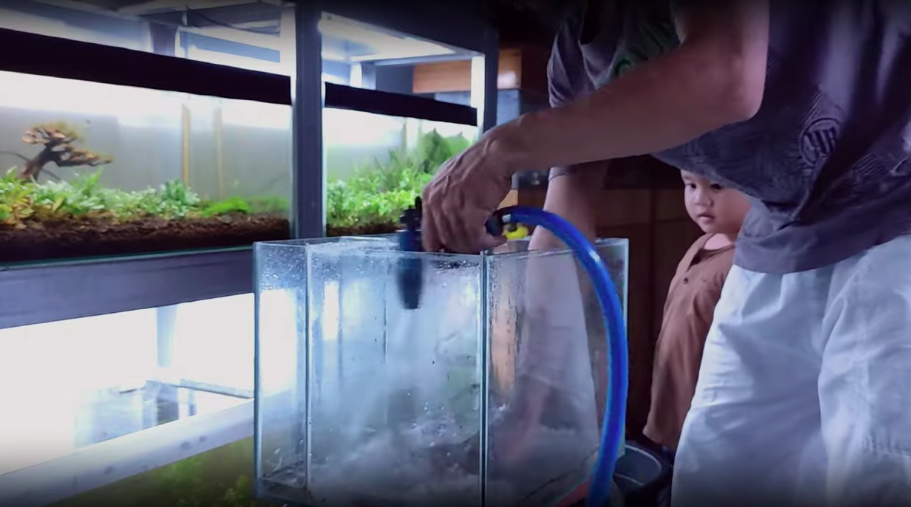 Tak perlu mengandalkan sitrun, trik bersihkan kerak jamur di akuarium ini cuma pakai 1 bahan dapur