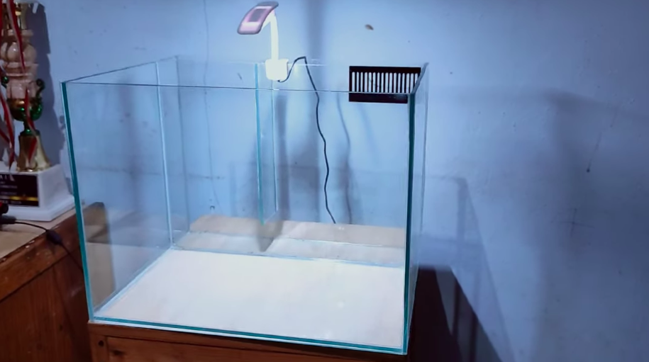 Tak perlu mengandalkan sitrun, trik bersihkan kerak jamur di akuarium ini cuma pakai 1 bahan dapur