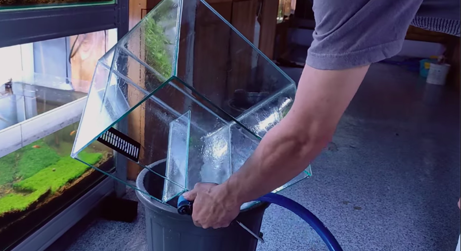 Tak perlu mengandalkan sitrun, trik bersihkan kerak jamur di akuarium ini cuma pakai 1 bahan dapur