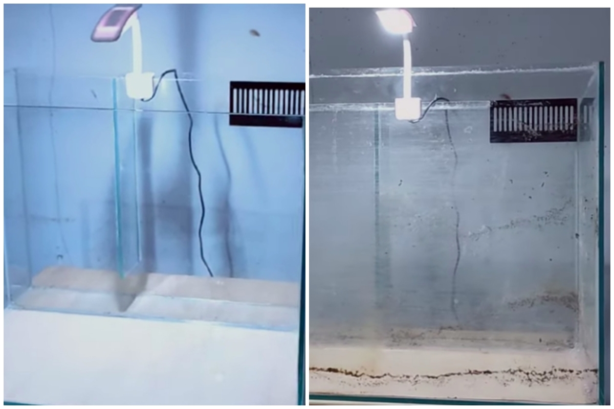 Tak perlu mengandalkan sitrun, trik bersihkan kerak jamur di akuarium ini cuma pakai 1 bahan dapur