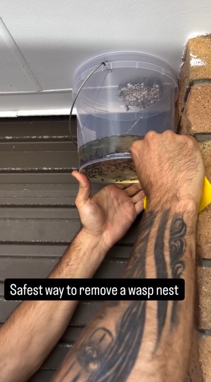 Tak banyak yang tahu, cairan ini ampuh basmi sarang tawon di rumah, caranya mudah & aman dari sengatan