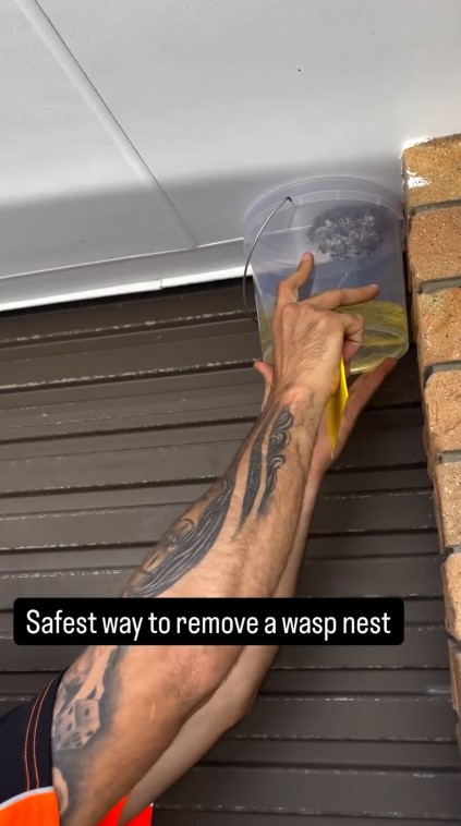 Tak banyak yang tahu, cairan ini ampuh basmi sarang tawon di rumah, caranya mudah & aman dari sengatan