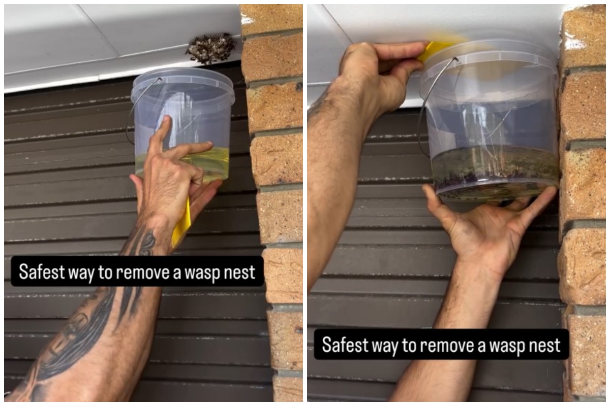 Tak banyak yang tahu, cairan ini ampuh basmi sarang tawon di rumah, caranya mudah & aman dari sengatan