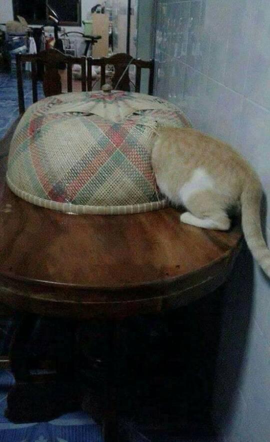 11 Potret lucu penampakan nggak biasa di atas meja makan ini bikin mikir keras