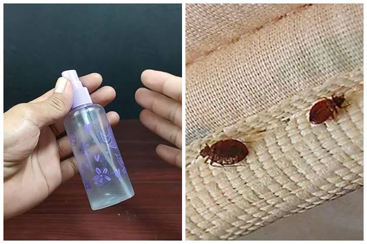 Kini nggak perlu susah-susah dijemur, ini trik mudah mengusir kutu kasur pakai tambahan 1 bahan dapur