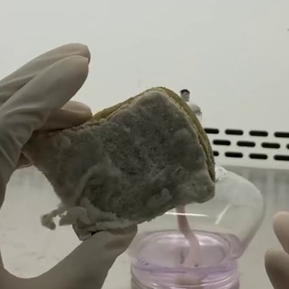 Tak direndam lama, cara bersihkan spons cuci piring agar tak bau sekarang cukup ditambah 1 jenis buah