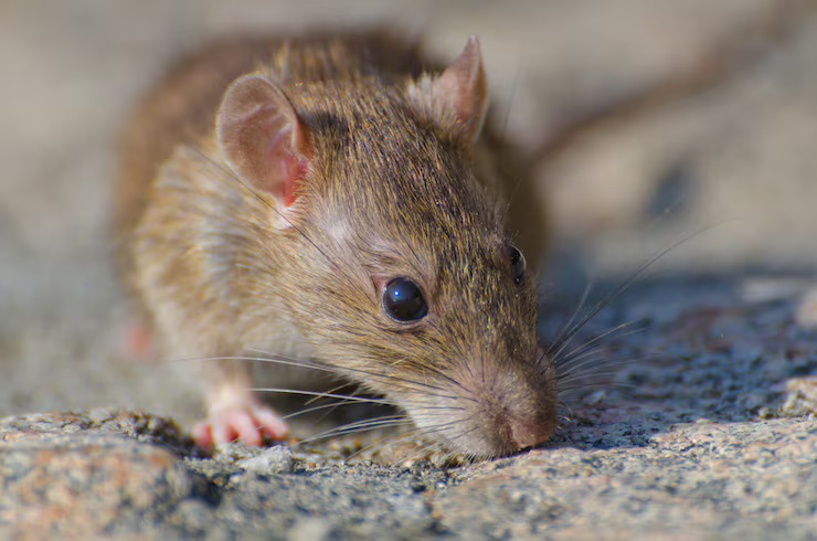 Trik agar tikus tidak masuk ke dalam rak dapur, sekarang terapkan 5 langkah ini