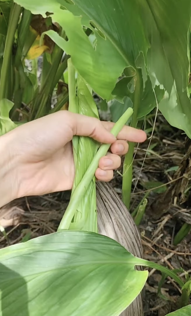 Wanita ini nikmat banget makan lalapan daun kunyit tergulung, apa enak dan khasiatnya?