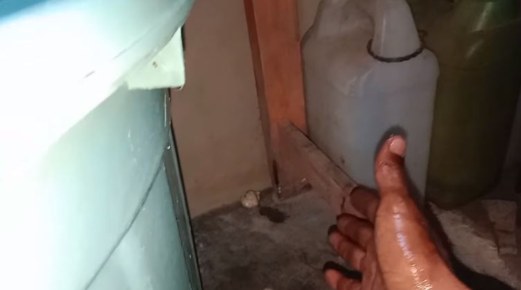 Trik mudah bikin tikus kabur dari rumah cuma pakai tambahan 2 bahan dapur, tanpa baking soda