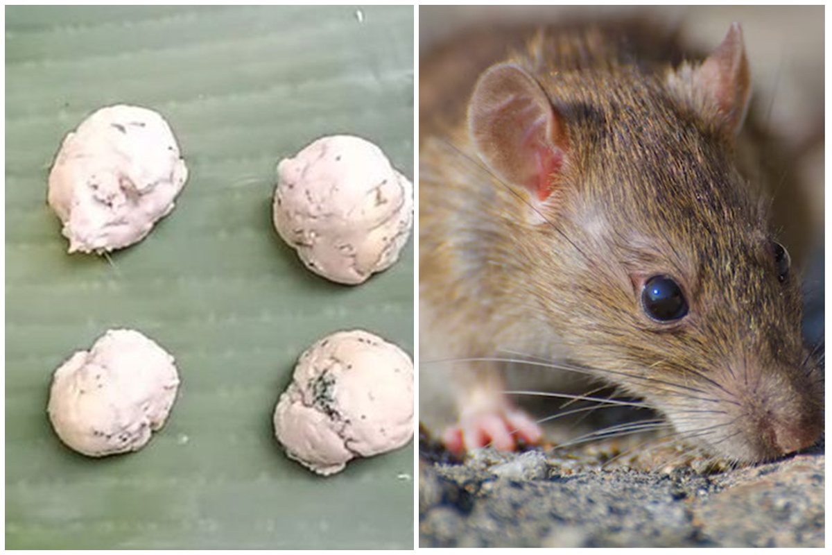 Trik mudah bikin tikus kabur dari rumah cuma pakai tambahan 2 bahan dapur, tanpa baking soda