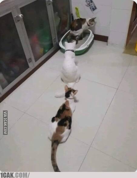 Bukan sekadar baris rapi, 11 potret kocak momen antre ini malah bikin ngakak nggak karuan