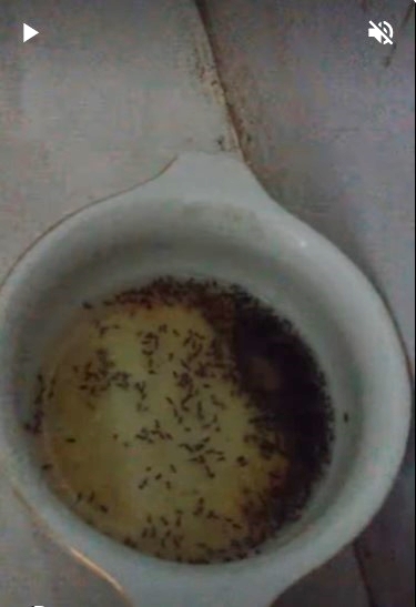 Sekarang tak pakai minyak goreng, ini trik usir semut dari meja makan cukup 2 bahan dapur