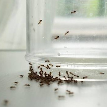 Sekarang tak pakai minyak goreng, ini trik usir semut dari meja makan cukup 2 bahan dapur