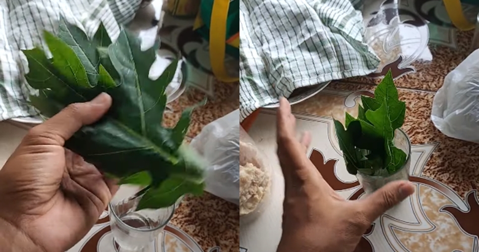 Cara praktis usir lalat dari makanan di meja makan, cukup pakai 1 bahan alami yang gampang dicari