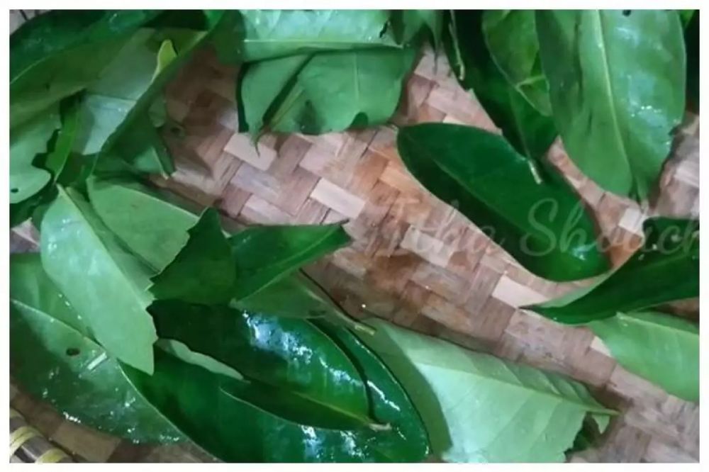 Cara simpan daun aromatik (daun jeruk, salam, pandan) agar tidak busuk hingga 3 bulan