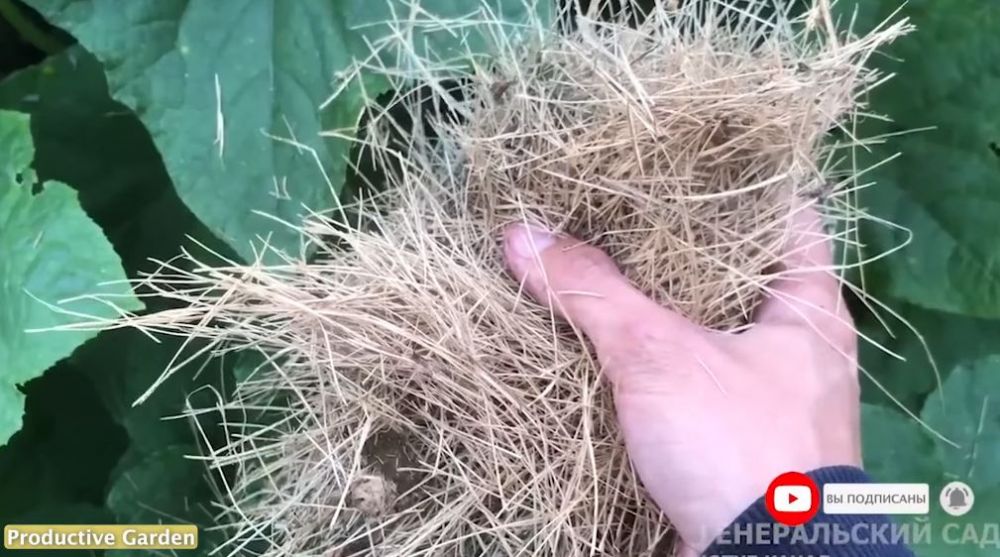 Trik agar tanaman timun semakin lebat dan buahnya besar, cukup pakai 1 bahan pemanis