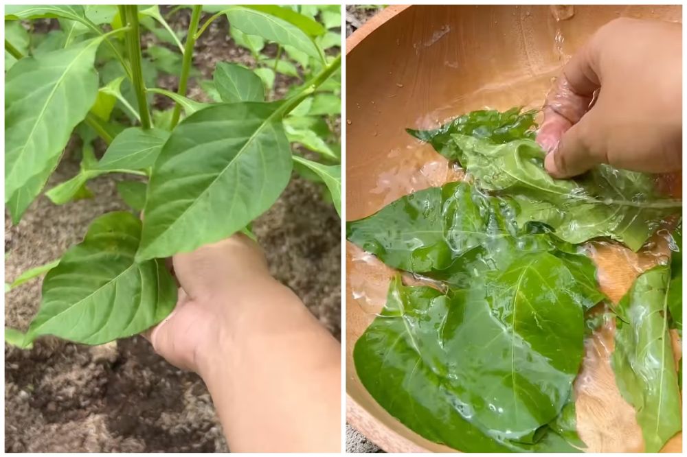 Kreasi telur dadar daun cabai, dimakan dengan nasi hangat enaknya nendang