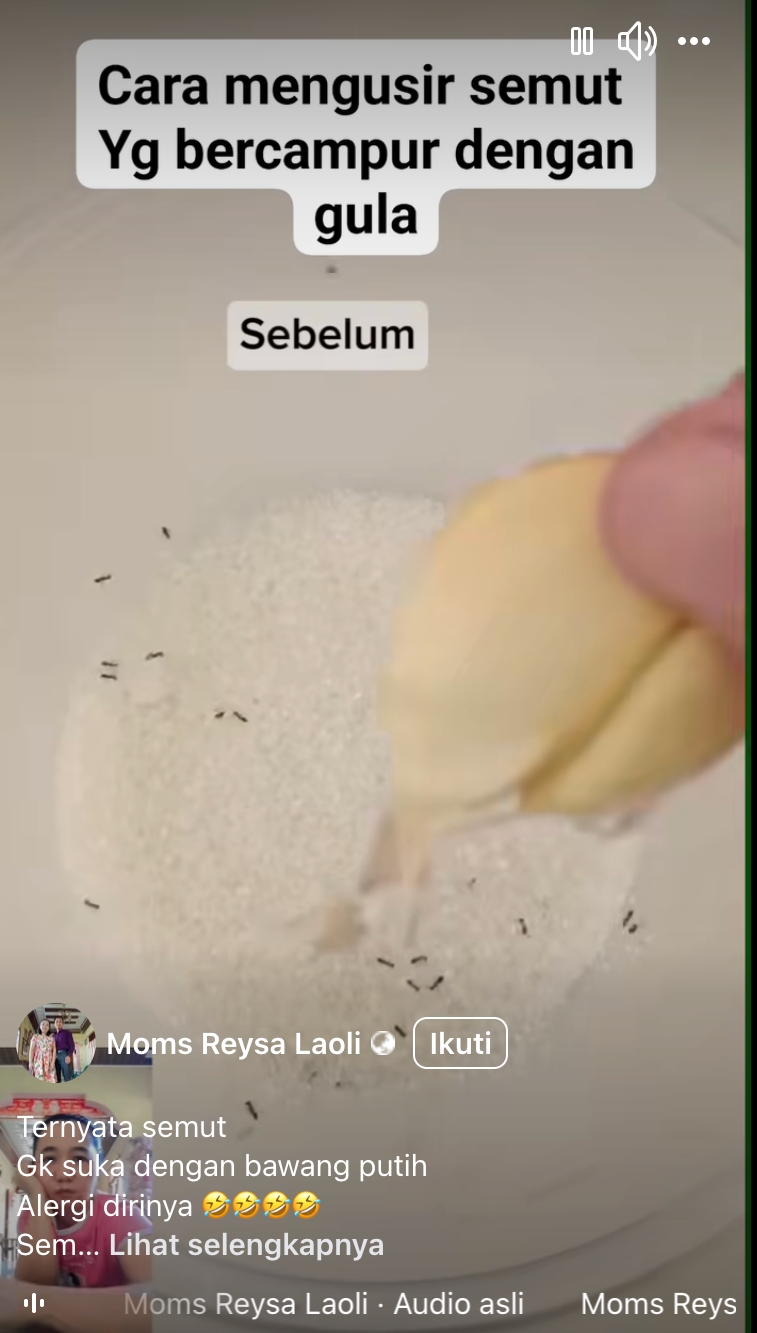 Cara mudah dan efektif menghalau semut di gula pasir dengan bawang putih