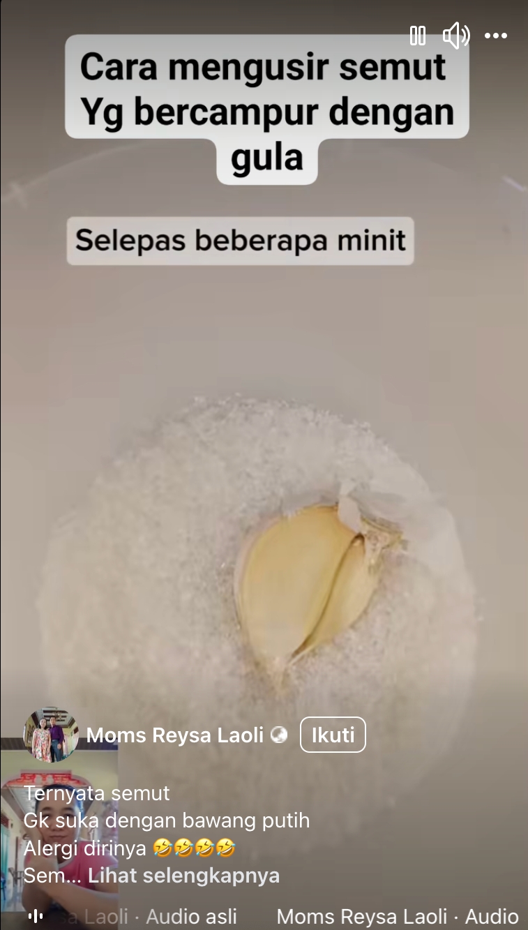 Cara mudah dan efektif menghalau semut di gula pasir dengan bawang putih