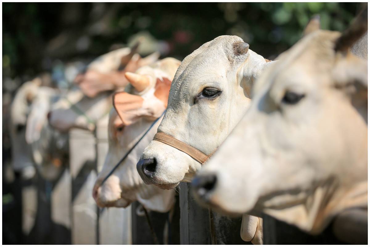 Sapi ini sandang predikat sapi paling berat di Indonesia, sempat ditawar Rp500 juta tapi tak dilepas