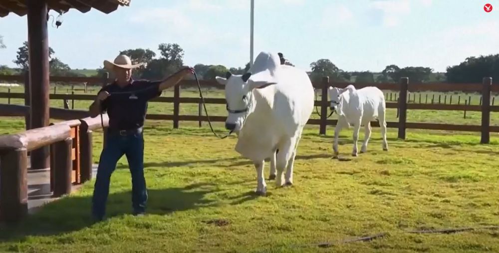 Setara 6 Lamborghini, sapi ini jadi sapi paling mahal di dunia dengan harga tembus puluhan miliar