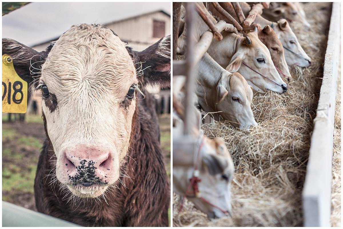 Setara 6 Lamborghini, sapi ini jadi sapi paling mahal di dunia dengan harga tembus puluhan miliar