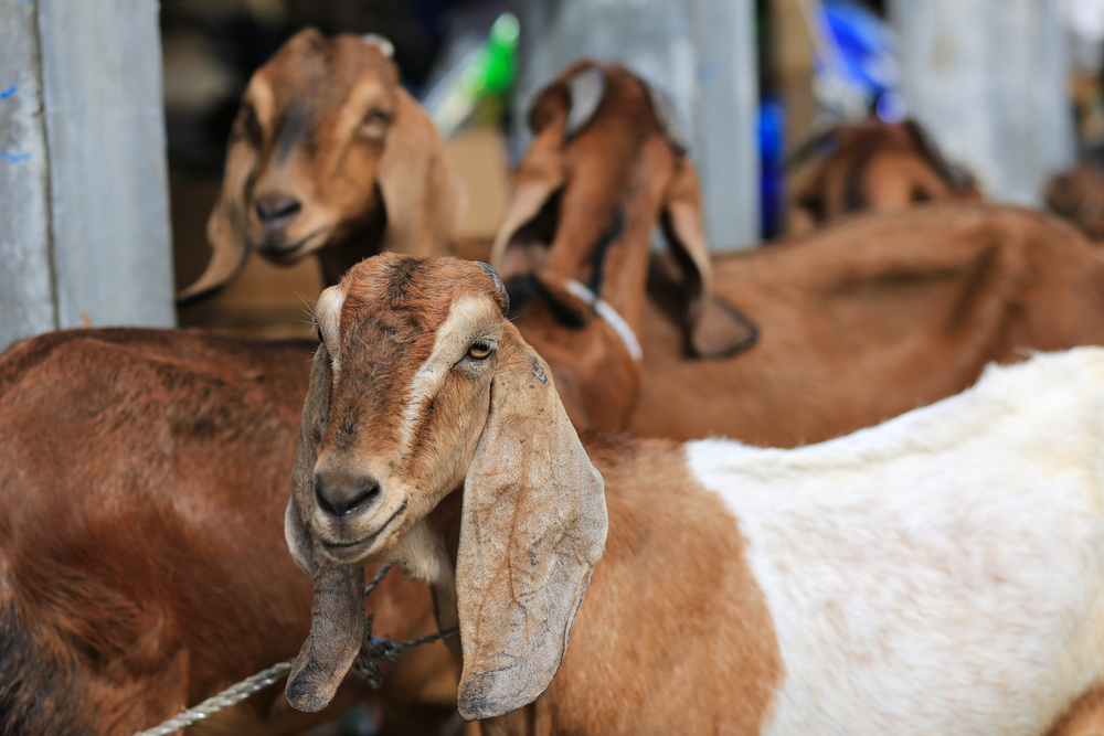 Harga terbaru hewan kurban 2025, cek update kambing dan sapi sesuai budget dan lokasi