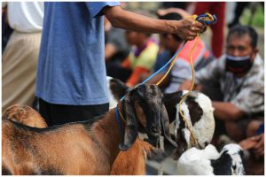 Harga terbaru hewan kurban 2025, cek update kambing dan sapi sesuai budget dan lokasi