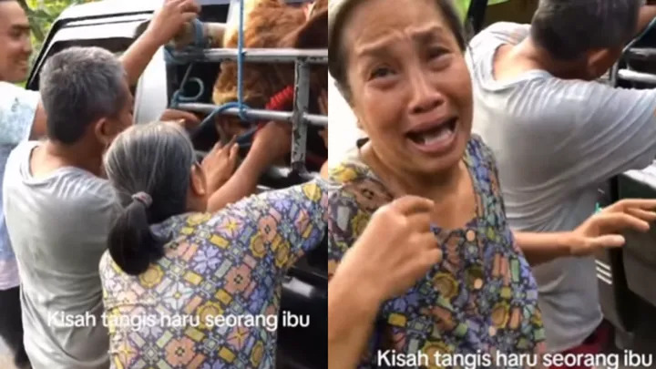 Momen haru emak-emak nangis kejer pisah sama sapi yang dipelihara sejak kecil: Seng Pintar Yo Nak