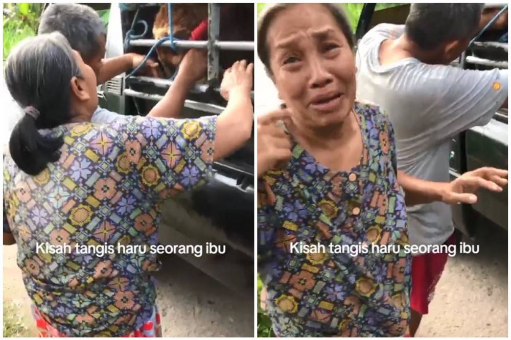 Tangisan emak-emak saat sapi kesayangan dibawa pergi jelang Idul Adha bikin netizen ikut nangis