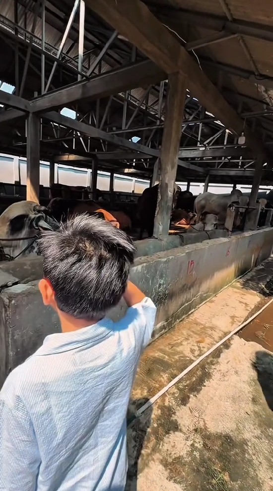 Nikita Mirzani tetap berkurban meski tengah di penjara, ini 9 momennya beli 6 ekor sapi jumbo