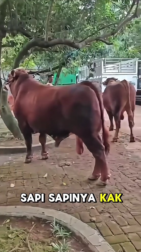 Nikita Mirzani tetap berkurban meski tengah di penjara, ini 9 momennya beli 6 ekor sapi jumbo