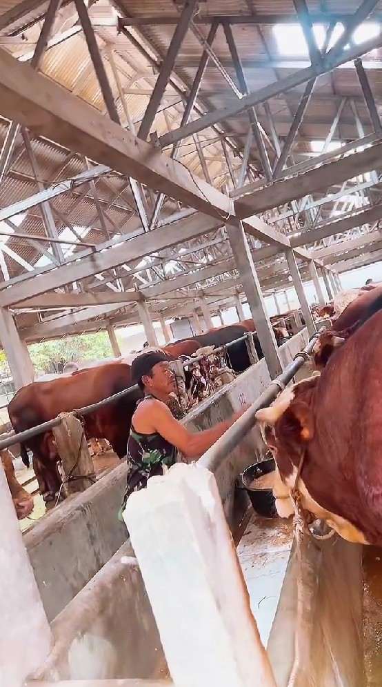 Ikhlaskan kegagalan naik haji langsung bersiap berkurban, 9 momen haru Ruben Onsu cari sapi kurban