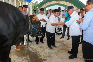 Idul Adha 2025: Prabowo sumbang sapi kurban untuk masjid IKN