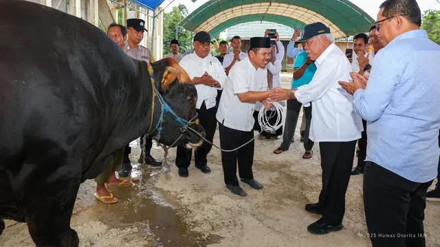 Idul Adha 2025: Prabowo sumbang sapi kurban untuk masjid IKN