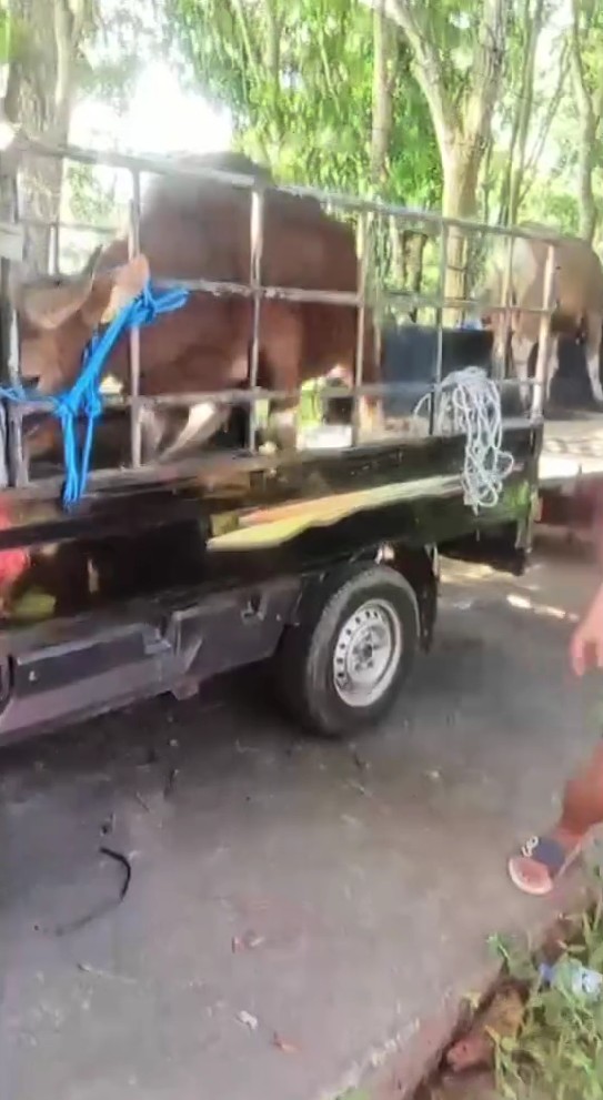 Rayakan ultah mendiang Dali Wassink, intip 9 momen Jennifer Coppen ngadain syukuran bareng anak yatim